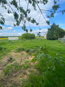 Photo de galerie - Fauchage d’une arrière cour sans évacuation 