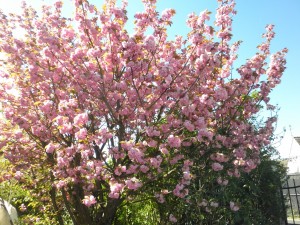 Photo de galerie - Voici un Cerisier du Japon dans un Jardin auquel je m'occupe a l