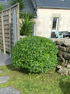 Photo de galerie - Taille de haies et d'arbustes