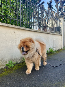 Photo de galerie - Dog walking avec Yoshi 