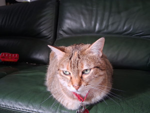 Photo de galerie - Garde à mon domicile pendant 1 mois