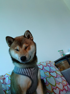 Photo de galerie - Voilà vogue 