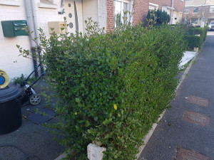 Photo de galerie - Taille de haies et d'arbustes