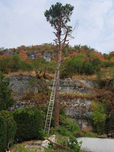Photo de galerie - Élagage en hauteur – Intervention en toute sécurité
Spécialistes de l'élagage, nous intervenons sur tous types d'arbres, même les plus hauts et les plus difficiles d'accès.
✔ Élagage et taille de pins parasols
✔ Taille raisonnée et mise en sécurité
✔ Démo