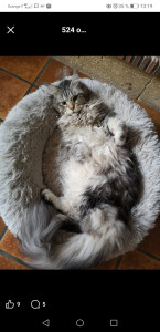 Photo de galerie - Winter, maine coon sociable et discrète 