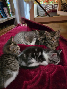 Photo de galerie - Garde de portée de chatons