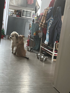 Photo de galerie - Garde chien 