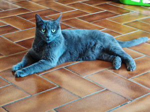 Photo de galerie - Lila ?‍⬛ un peu peureuse mais câline