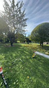Photo de galerie - Taille et remise en état d’un jardin. Tonte, taille de formation, ramassage de feuille. Devis et déplacement gratuit.