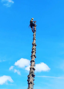 Photo de galerie - Démontage d’un Pinus chez un particulier 