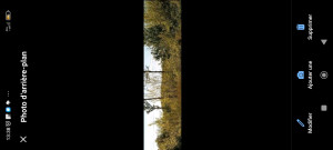 Photo de galerie - Taille d'un fruitier