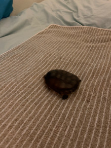 Photo de galerie - Brique ?