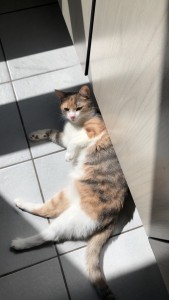 Photo de galerie - Garde chat