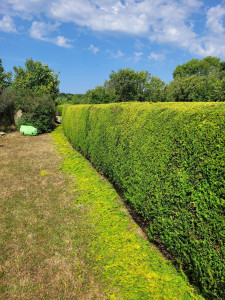 Photo de galerie - Taille de haies et d'arbustes