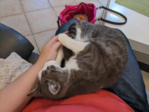 Photo de galerie - Garde animaux