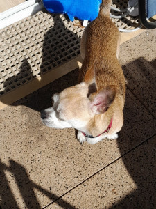 Photo de galerie - Garde balade