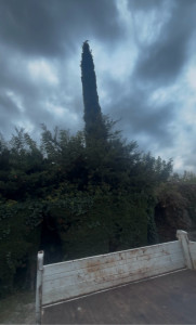 Photo de galerie - Taille de haies et d'arbustes