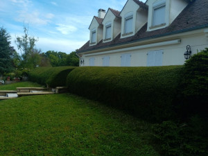 Photo de galerie - Taille de haie 