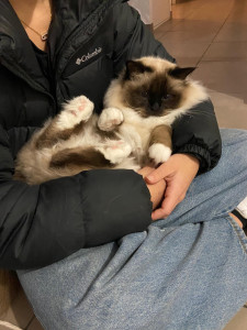 Photo de galerie - Yoda un vrai ours en peluche ! 