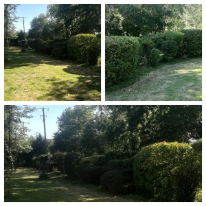 Photo de galerie - Taille de haies et d'arbustes