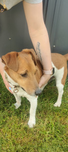 Photo de galerie - Garde chien