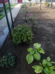 Photo de galerie - Paysagiste - Aménagement du jardin