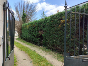 Photo de galerie - Taille de haies et d'arbustes