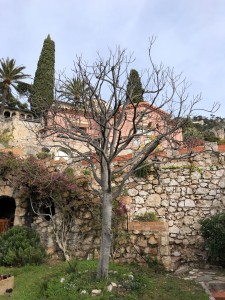 Photo de galerie - Elagage et coupe d'arbres