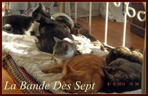Photo de galerie - Garde chat