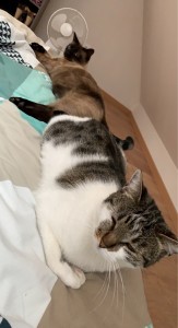 Photo de galerie - Garde chat