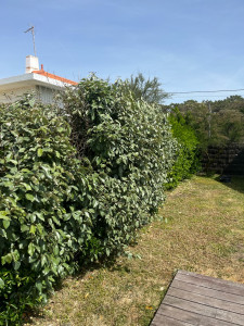 Photo de galerie - Elagage et coupe d'arbres