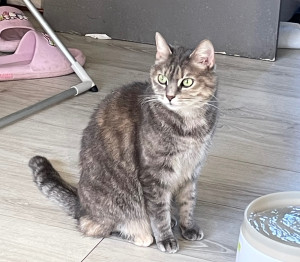 Photo de galerie - Garde chat