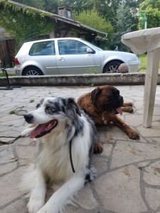 Photo de galerie - Iville et nahiko mes chiens 