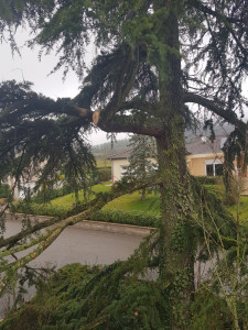 Photo de galerie - Intervention suite à une charpentière cassante es tombé à côté de l'habitation.
Taille de mise en sécurité 
