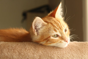 Photo de galerie - Ashka, la petite dernière de la maison, recueillie dans un carton...