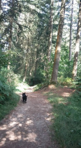 Photo de galerie - Promenade de chien  en forêt