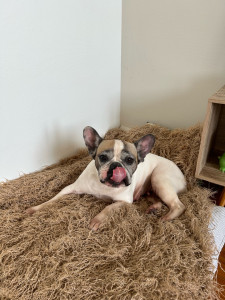 Photo de galerie - Garde du bouledogue français de 7 ans ayant de gros soucis de santé (gros problème de peau) sur une durée de 3 jours 