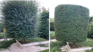 Photo de galerie - Taille d’arbustes en cylindre.