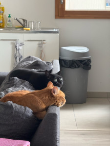 Photo de galerie - ?‍⬛?