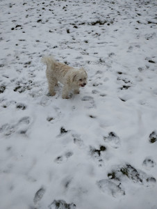 Photo de galerie - Leo un amour