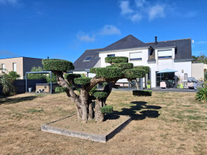 Photo de galerie - Olivier taillé en plateau 