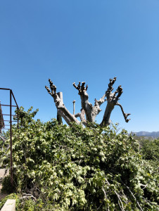 Photo de galerie - élagage et rabaissement fini du platane