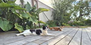 Photo de galerie - Garde chat