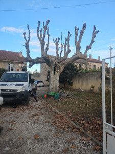 Photo de galerie - Taille d'un platane chez un client 