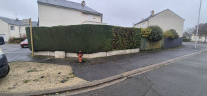 Photo de galerie - Taille de haies 