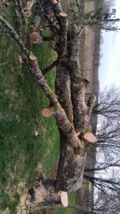 Photo de galerie - Elagage et coupe d'arbres