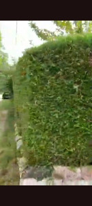 Photo de galerie - Elagage et coupe d'arbres