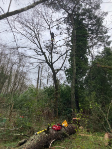 Photo de galerie -  Élagage SRT RAPELLES 