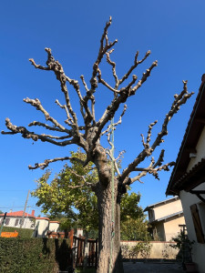 Photo de galerie - Elagage et coupe d'arbres