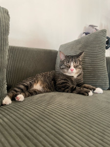 Photo de galerie - Garde chat